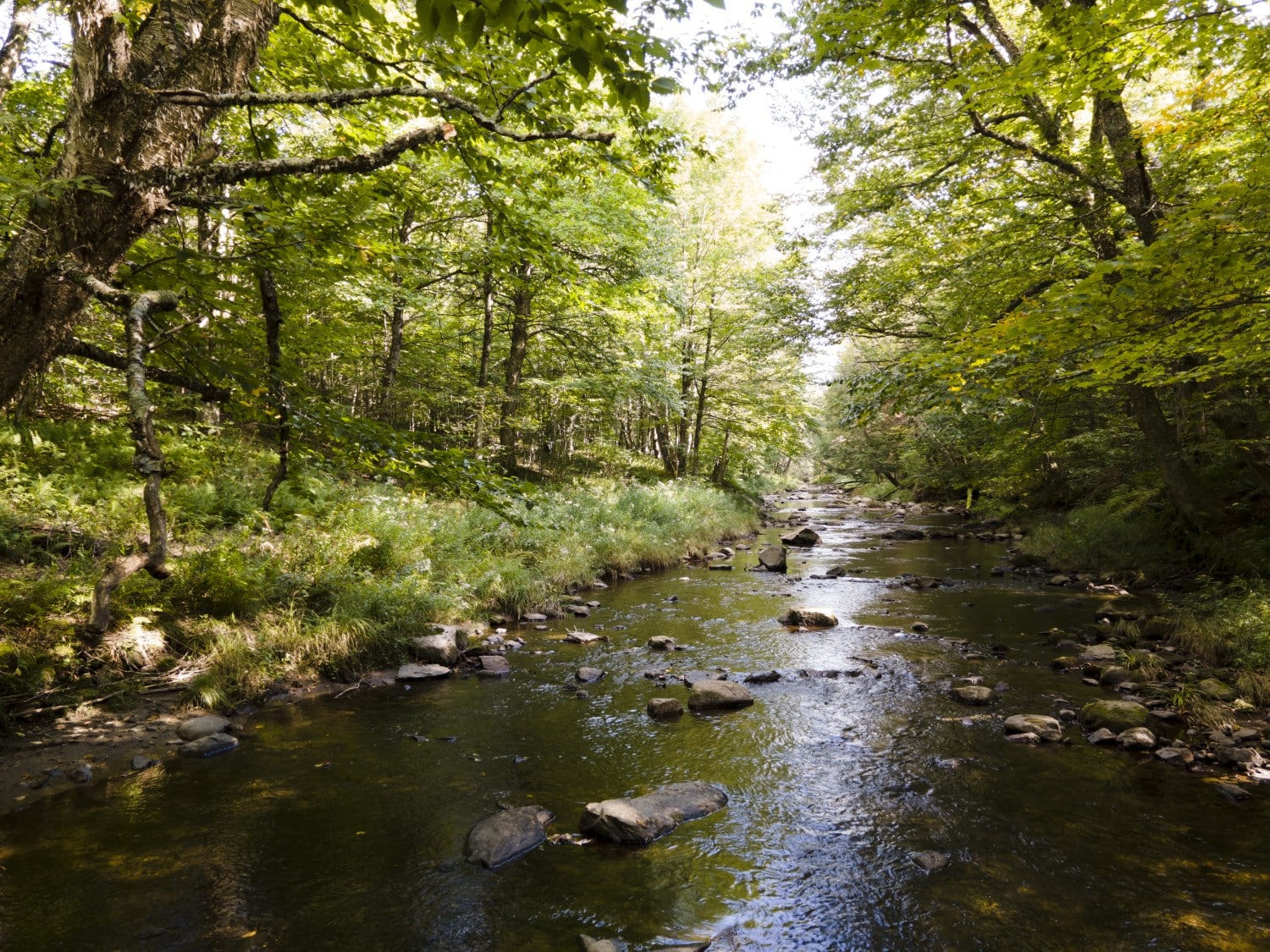 Ruisseau Ruisseau